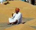 Derivatives trade in wheat suspended for 1 year