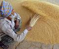 Will Centre succumb to pressure of rising prices and allow wheat import?