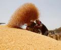 MSP for wheat hiked by Rs 150/quintal ahead of state polls