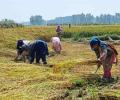 Yeh Hai India: It's Harvest Time!