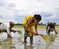 Rice Economy Faces Turmoil as El Nino Turns Up Heat