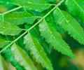 Govt branches out: One highly beneficial neem tree for 10 Indians