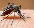 India's First Dengue Vaccine Likely To Be Ready By 2026