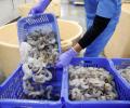 India's shrimp exports hit by US tariffs, UK FTA offers slim relief
