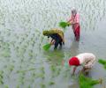 Rice Output May Hit Record High Of 149m Tonnes