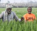 India's Farm Sector Becoming Rainfall-Resistant