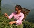 Nepalese tea takes the flavour out of Darjeeling tea