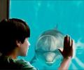 Dolphin Tale set to become a sleeper hit