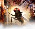 First Look: S S Rajamouli's Eega