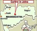 Statue defiled; curfew in Maharashtra town