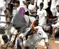 VOTE! Should the ban on Jallikattu be lifted?