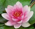 Case of the disappearing rare Indian lotus