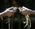 Frog wedding in Varanasi to woo rain gods