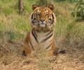 Forests to use DNA fingerprinting for tiger census