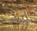 Mourning the death of a tigress