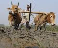 UP govt denies farmers' suicides; admits crop loss of 1,100 crores