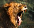 13 lions enmeshed near Gir Wildlife Sanctuary