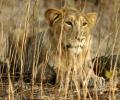 2 lionesses run over by train near Gir forest