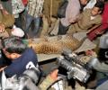 Leopard strays inside Guwahati, captured after three hours
