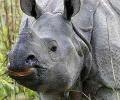 Kaziranga staff gets self-loading rifles to fight poachers