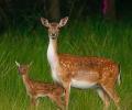 11 deer dead in 48 hours in Rajgir sanctuary