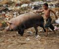 Pig disease virus detected in India for first time