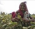 Food Bill just a vote catching tool for Congress: BJP