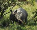 Poachers have hunted down 193 rhinos since 2001 in Assam