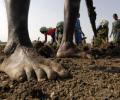 Govt curtailed work under MGNREGA through WhatsApp chats