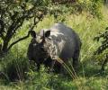 Assam govt seeks public opinion on rhino dehorning