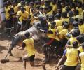 SC bans Jallikattu, bullock-cart races