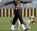 Meerut to house India's first war memorial for animals