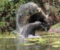 MUST SEE: Two crocodiles fight to the death