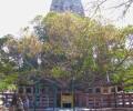 IIM in Bihar to be set up in Bodh Gaya