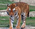 Govt disallows mobile towers in core tiger habitats