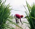 Indian scientists' new DNA chip for speeding up rice breeding