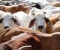 3 booked for cow slaughter in Mumbai