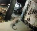 Brave dog chases leopard away from house in Mumbai