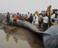 Stranded on Alibaug beach for over 10 hours, 42-foot long blue whale dies