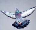 When a pigeon caused a security scare in Gujarat