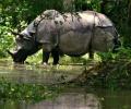 No home for rare rhinos: Floods in Assam spell doom