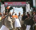 Denied a ticket for Bihar polls, BJP leader uses donkeys to protest