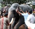 Why we shouldn't ban elephants in Kerala temples