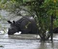 Protecting Kaziranga's rhinos from floods, poachers