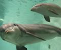 Yes, boss! Pollution blinding Gangetic dolphins, ministry's U-turn to support Uma