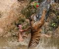 Inside Thailand's tiger temple