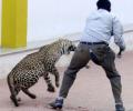 Spotted: Leopard strays into Bengaluru school on Sunday