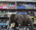 Elephant goes on a rampage in West Bengal, damages 100 homes