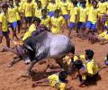 How ban on Jallikattu will affect villagers' livelihood