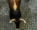 Nobody dares to take these bulls by the horns
